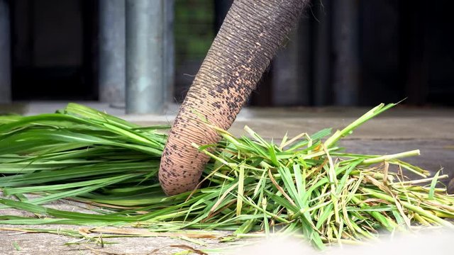 4K, Elephant without tusk is eating grass. Close up of an asiatic elephant with depigmented skin on the forehead. Asian elephant, Elephas maximus, eat in zoo of Southeast Asia-Dan