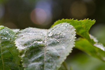 Gocce d'acqua su una foglia