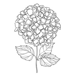 Vector drawing of outline Hydrangea or Hortensia flower bunch and ornate leaves in black isolated on white background. Contour ornamental garden plant Hydrangea for summer design and coloring book.