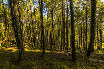 Fototapeta na wymiar Pine Tree Forest in Himalayas - Bageshwar, Uttarakhand, India