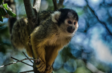 Naklejka na ściany i meble Squirrel monkey - Saimiri