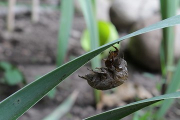 Cicada exoskeleton after molting hanging on green leaf