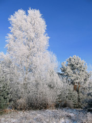 trees in winter