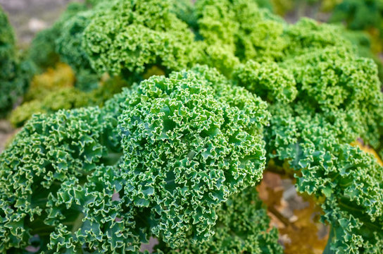 Close up picture of curly kale leaves on a field, selective focus.