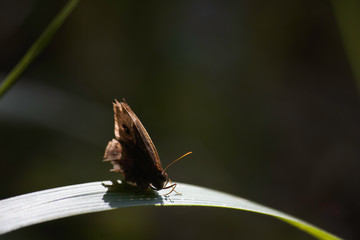 Bush Brown Butterfly (bicyclus contrelli f. harti) On Brightly Sun-lit Leaf Blade, Limpopo, South Africa
