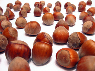 heap of hazelnuts on white background
