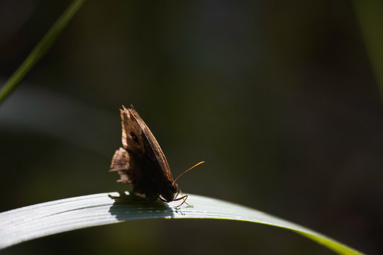 Bush Brown Butterfly (bicyclus contrelli f. harti) On Brightly Sun-lit Leaf Blade, Limpopo, South Africa