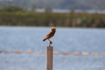 owl on a pole