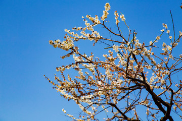Plum blossoms in Yoyogi park