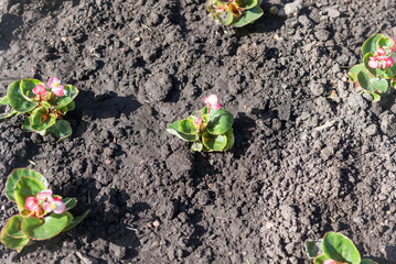 Flowering begonia seedlings planted in a flower bed in the spring park.