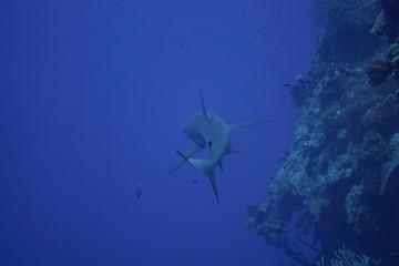 requin gris vu de dos