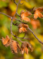 Bucheckern Samenhülle