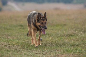 Deutscher Schäferhund