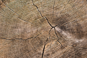 Słoje pnia © Maurycy