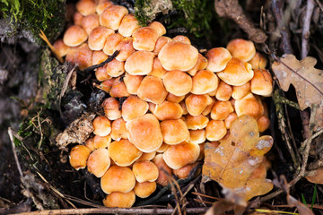 Kolonia grzybów © Maurycy