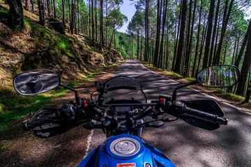 Motorcycle Rider in Pines Tree Forest