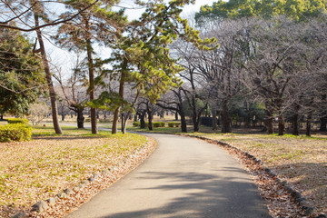 Fototapeta na wymiar Landscape of Yoyogi park