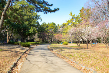Obraz premium Plum blossoms in Yoyogi park