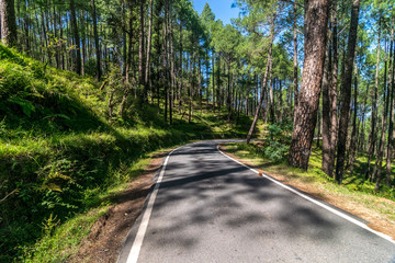 Road in Pines Tree Forest - Sankri, Uttarakhand, India