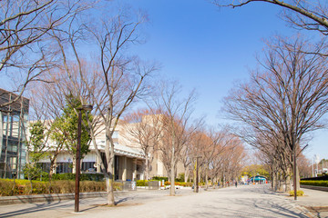 Landscape of the road lined with zelkova trees