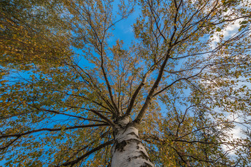Fototapeta premium Landschaft im Herbst