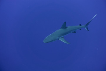 requin gris de récifs