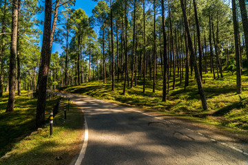 Road in Pines Tree Forest in Sankri, Uttarakhand, India