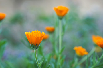 Beautiful flower background. Amazing view of bright yellow flowers blooming in the garden.
