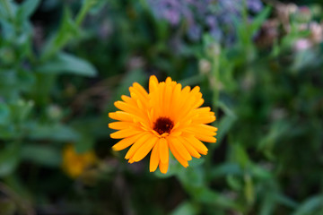 Beautiful flower background. Amazing view of bright yellow flowers blooming in the garden.