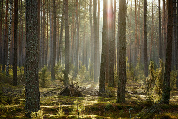 tall trees in a pine forest in an autumn morning