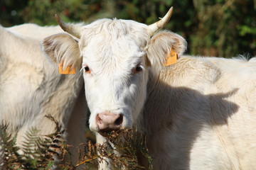 Jeune veau blanc qui broute des fougères