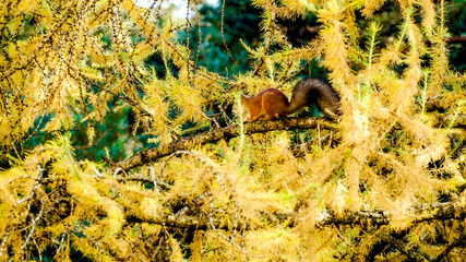 red eurasian squirrel, autumn forest.