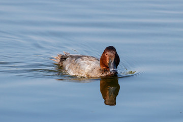 Common pochard male in autumn plumage swimming on water. Cute bright diving duck. Bird in wildlife.