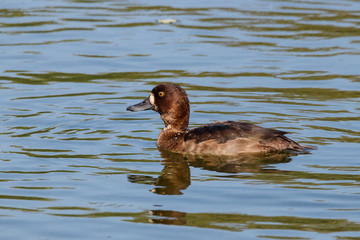 Tufted duck female swimming on water. Cute brown waterbird. Bird in wildlife.