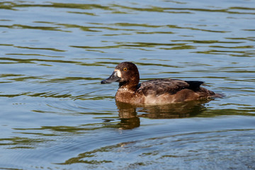 Tufted duck female swimming on water. Cute brown waterbird. Bird in wildlife.