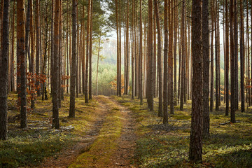 sandy road in a pine forest in the autumn morning