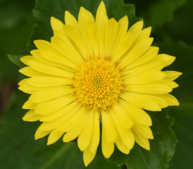 Doronicum