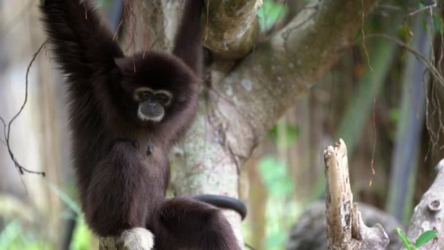 4K, Lar Gibbon is resting on tree branches at the forest. A wild Hylobates Lar hanging through rain forest trees. Nature wildlife in rainforest. White-handed gibbon with darker fur.-Dan