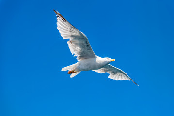 Seagull soaring in open sky