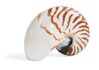 Shell of a Nautilus  on white background