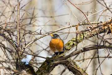 American Robin perched in a boreal forest Quebec, Canada.