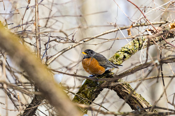 American Robin perched in a boreal forest Quebec, Canada.
