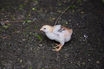 chicken
