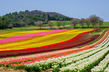 Fototapeta na wymiar Champ de tulipes en Provence, France. 