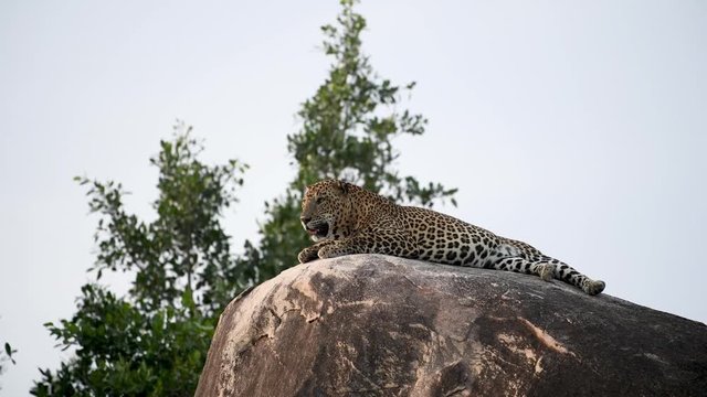 Lankan leopard (Panthera pardus kotiya) on the stone breathing with tongue hanging out. Yala national park
