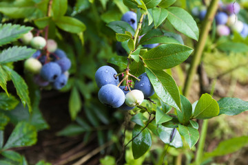 Bog whortleberry (Vaccinium uliginosum.)