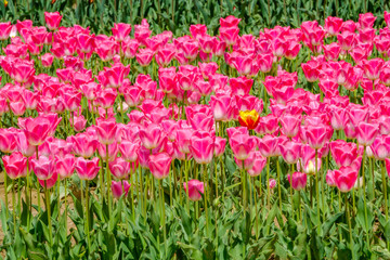 Obraz na płótnie Canvas Tulipes roses sur le champ en Provence, France.