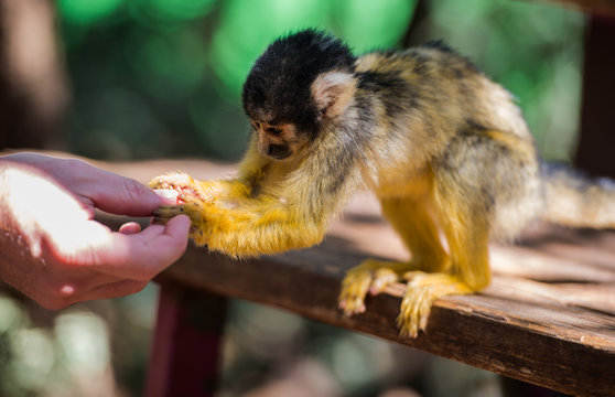 Little Common Squirrel Monkey Takes Food From  Palm