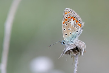 Lycaenidae / Çokgözlü Gök Mavisi / / Polyommatus bellargus