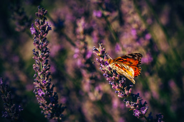 Orange Butterfly Perched on Lavender at Green Field